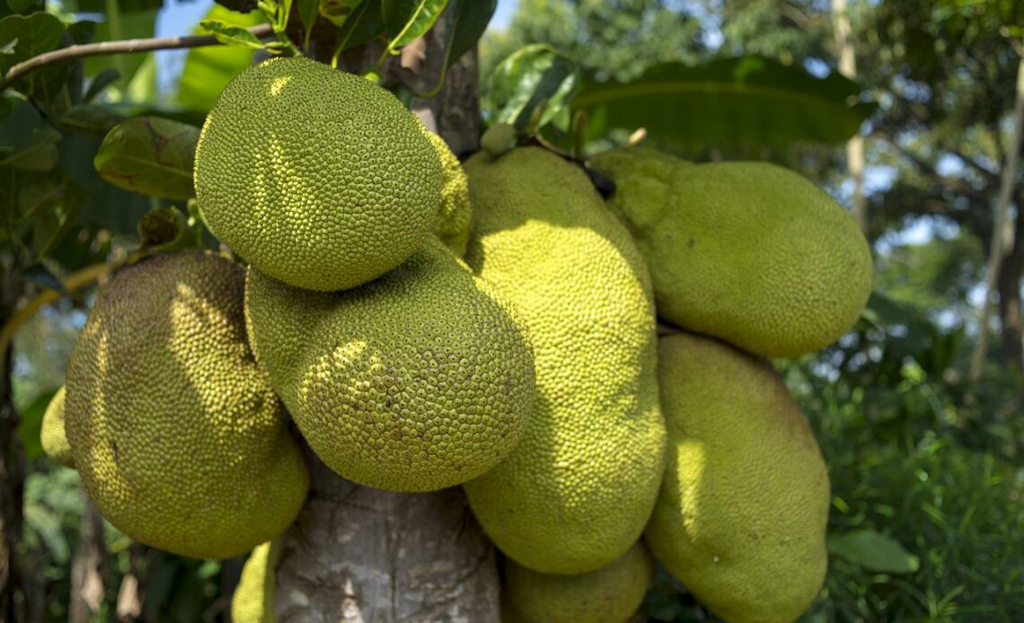 ripe jackfruit